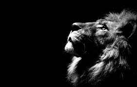 4k Wallpaper For Pc Lion Ideas Photographie Noir Et Blanc Fond D Ecran Lion Fond D Ecran Pc
