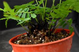 Image result for Ptisana