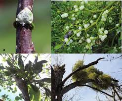 Image result for Erianthemum virescens