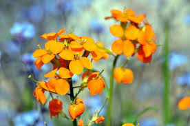 Zweijährige goldlack ( erysimum cheiri ) bringt mit seinem intensiv süßlichen duft jede menge farbe und schmetterlinge in ihren garten. Goldlack Sonnige Farben Fur Den Fruhling Kraut Ruben
