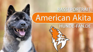 Grooming, registering your dog, akc competition events and affiliated clubs to help you discover more things to enjoy with your dog. American Akita 2018 Rasse Aussehen Charakter Youtube