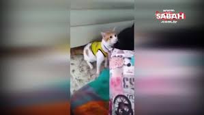 Dunya Kupasi Maclarini Izlerken Gol Diye Bagiran Kedi Sosyal Medyada Olay Oldu Videosunu Izle