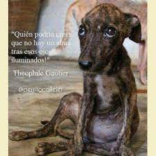 Según el boludometro salí un poco boluda. Perrito Callejero Ø¹Ù„Ù‰ ØªÙˆÙŠØªØ± Cada 27 De Julio Se Conmemora El Dia Internacional Del Perro Callejero No Se Celebra El Abandono No Se Festeja Https T Co Ny2eysnnnn ØªÙˆÙŠØªØ±