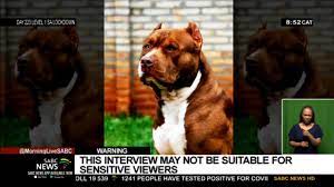 Warning Graphic Pit Bull Attacks Should These Dogs Be Banned In Sa Youtube