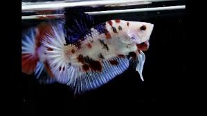Currently betta fish have a lot of color variants. Betta Fish Colors The Fish Doctor