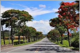 台9線291 292k 竹田段 鳳凰木 2020 06 05 jpg country roads formosa sidewalk