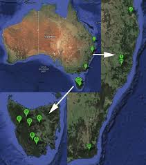 Image result for Cordyla