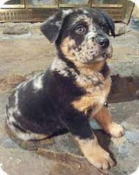 We did not find results for: Southington Ct Australian Shepherd Rottweiler Mix Meet Blakely A Puppy For Adoption Http Www Adoptapet Co Rottweiler Mix Australian Shepherd Rottweiler