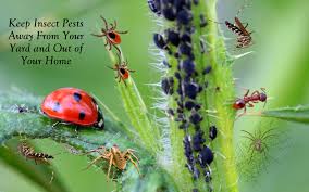 A wide variety of non toxic pest control fly papers options are available to you, such as specification, fragrance, and state. General Archives Corky S Pest Control Services Termite Services In San Diego Los Angeles Pest Control Riverside Pest Control