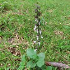 Image result for Orthosiphon thymiflorus