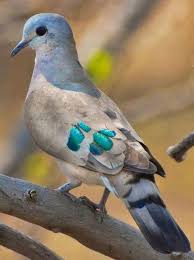 Bird Of Paradise Meaning In Hindi Crazy Birds Bird Crafts Kids Birds Birds Of Paradise Birds Of Funny Birds Birds On For The Birds Bird Diy Art Birds Bird Beautiful Birds Pretty Birds Pet Birds