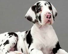 Our brand new puppy nursery provides our puppies with plenty of play time around other pups, children, and adults so they are socialized well. Great Dane Club Of America