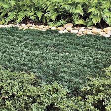 Ditch The Mower 8 Lawn Free Landscaping Ideas Mondo Grass Lawn Free Landscaping Southern Landscaping