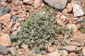 Image result for Cucumis prophetarum