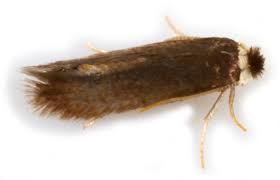 Image result for Stigmella samiatella