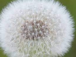 Rumput bayam = corchorus acutangulus lamk rumput bebek = echinochloa colona rumput benda laut = panicum repens rumput benggala = panicum maximum rumput bermuda, rumput grinting = cynodon dactylon rumput bintang = cynodon nlemfuensis rumput bolon = equisetum debile roxb rumput bunga putih = asystasia gangetica rumput ceker ayam = digitaria ciliari Jenis Jenis Rumput Liar Yang Ada Di Indonesia Gambar