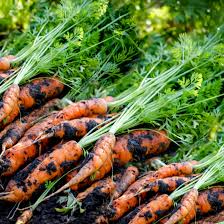 Baby carrots are generally ready to harvest 50 to 50 days from the planting date. How To Grow Carrots