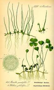Image result for Marsilea burchellii