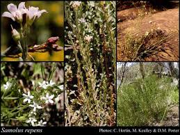 Image result for Samolus