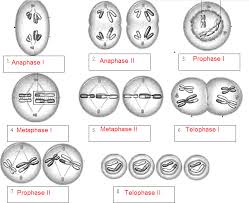 Where is the answer key for the mitosis coloring worksheet??? 33 Mitosis Coloring And Label Worksheet Answers Labels Design Ideas 2020