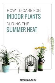 Summer Plant Care All The Tips To Protect Indoor Plants From The Heat Summer Plant Care Indoor Plants Plants