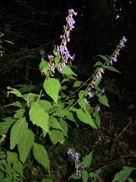 Image result for Isodon