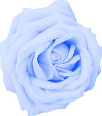 Flor Baby Blue Rose Rose Baby Blue Blue Rose