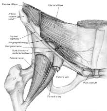 The adductor longus and gracilis both originate form from the pubic bone. B Inguinal Anatomy Middle Layer The Internal Oblique Muscle Is The Download Scientific Diagram