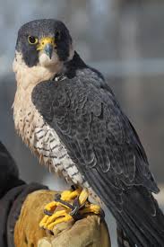 A peregrine falcon photographed at raptor recovery in elmwood, nebraska. Peregrine Falcon Wildlife Science Center