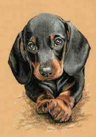dachshund club dachshund clube dachshunds yavru kopek hayvan eskizleri