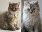 Selkirk Rex Cat Breeders and Information - Kittens For Sale