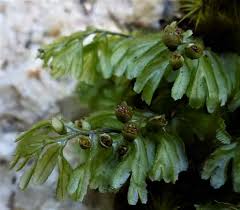 Image result for Hymenophyllum capillare