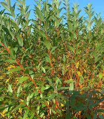 Image result for Salix