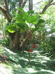 Image result for Licuala grandis