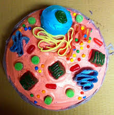 3d Animal Cell Model Plant And Animal Cells Animal Cells Model Animal Cell