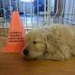 250-011E 10-18 WKS FRIDAY  PUPPY - NOVEMBER EARLY event image