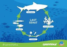 Gambar rantai makanan ekosistem laut. 13 Savesharks Ideas Shark S Save The Sharks Shark Week