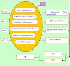 The Study Of Golgi Apparatus In Alzheimer S Disease Springerlink