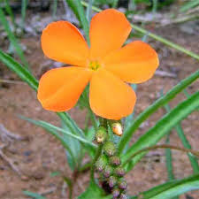 Image result for Tricliceras longepedunculatum