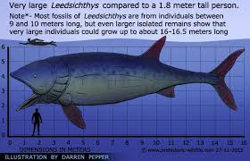 Apr 08, 2020 · because i have also seen leedsichthys in ark survival evolved on mobile. Leedsichthys Detailed Information Photos Videos