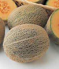 Cantaloupe, 'burpee's ambrosia' hybrid (burpee). Cantaloupe Honey Bun Hybrid Garden Seeds And Plants