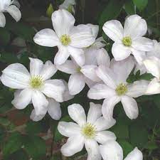 'huldine' _ 'huldine' is a vigorous, deciduous climber with general care. Clematis Huldine Friedrich M Westphal Clematiskulturen