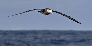 Die Top 10 Der Grossten Vogel Der Welt Topmania