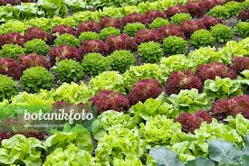 Image result for Lactuca sativa