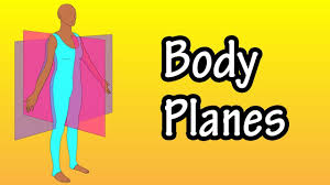 Runs horizontally from right to left, dividing body into superior and inferior parts. Body Planes Planes Of The Body Sagittal Planes Transverse Planes And Frontal Planes Youtube