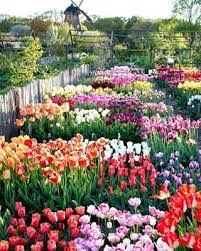 Pin On Fabulous Flowers