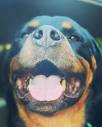 The Nomadic Canine (@thenomadiccanine) • Instagram photos and videos