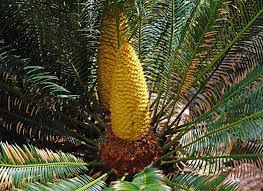 Maybe you would like to learn more about one of these? Cara Merawat Tanaman Sikas Mawar Jambe Yang Benar Toko Tanaman