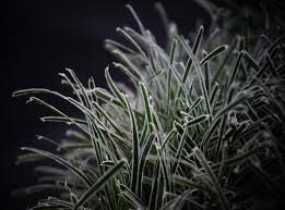 Image result for Ficinia