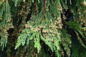 Image result for Calocedrus decurrens